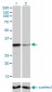 ZNF346 Antibody (monoclonal) (M01)