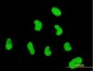 ZNF394 Antibody (monoclonal) (M03)