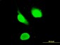 ZNFN1A3 Antibody (monoclonal) (M02)