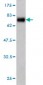 ZWINT Antibody (monoclonal) (M01)