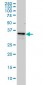 ZWINT Antibody (monoclonal) (M01)