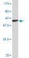 ZWINT Antibody (monoclonal) (M04)