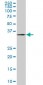 ZWINT Antibody (monoclonal) (M04)