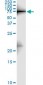 ZYX Antibody (monoclonal) (M01)