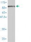 ZYX Antibody (monoclonal) (M01)