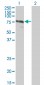 ZYX Antibody (monoclonal) (M01)