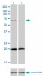 ZYX Antibody (monoclonal) (M01)