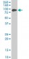 ZYX Antibody (monoclonal) (M02)