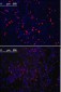 KLF4 Antibody