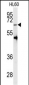 PRMT5 Antibody (C-term C487)