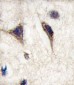 TAU (MAPT) Antibody (S720)