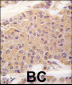 TGF Beta 2 Antibody (C-term)