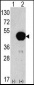 ATG4B Antibody (C-term)