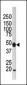 ATG4B Antibody (C-term)