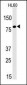 LEO1 Antibody (N-term)