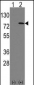 LEO1 Antibody (N-term)