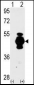 GFAP Antibody (N-term)