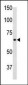 GFAP Antibody (C-term)