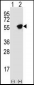 GFAP Antibody (C-term)