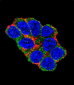 SOX2 Antibody (Center)