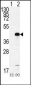 SOX2 Antibody (C265)