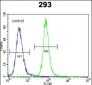 SOX2 Antibody