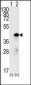 SOX2 Antibody