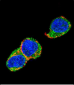 SOX2 Antibody (A30)