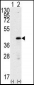 SOX2 Antibody (A30)