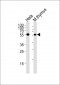 CHK1 Antibody (S280)