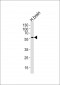 DCX Antibody (S128)