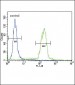 B2M Antibody (N-term)