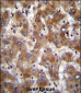 FUT4 Antibody (Center)