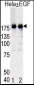 Phospho-EGFR(Y1092) Antibody