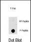 Phospho-MAP3K8(T290) Antibody