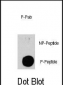 Phospho-TSC2(S939) Antibody