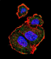 Phospho-TSC2(S939) Antibody