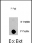 Phospho-EGFR(S1070) Antibody