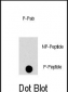 Phospho-MAPK8(T183) Antibody