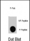 Phospho-RAF1(Y340) Antibody