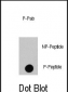 Phospho-RAF1(S494) Antibody