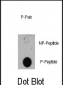 Phospho-TSC1(S505) Antibody