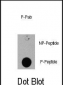 Phospho-EIF4EBP1(S111) Antibody