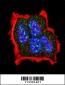 Phospho-TSC2(S1420) Antibody