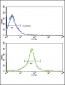 MMP14 Antibody (N-term)