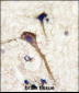 INA (alpha internexin) Antibody (Center)