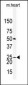 Claudin 2 (CLDN2) Antibody (N-term)