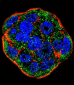 FGF1 Antibody (N-term)