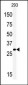 MOX1 (Meox1) Antibody (N-term)