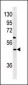 NP1(Nptx1) Antibody (Center)